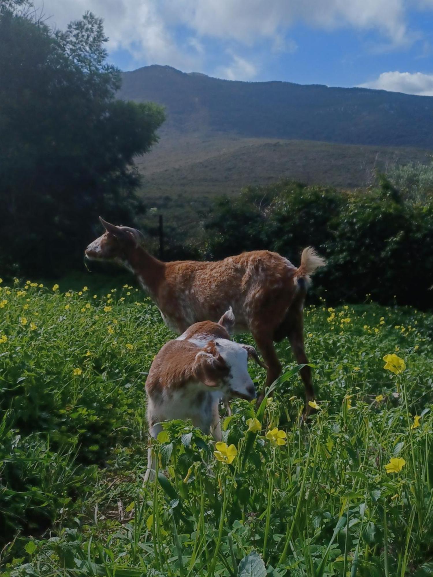 Complejo Rural Del Molino Dorado Villa Facinas Eksteriør billede