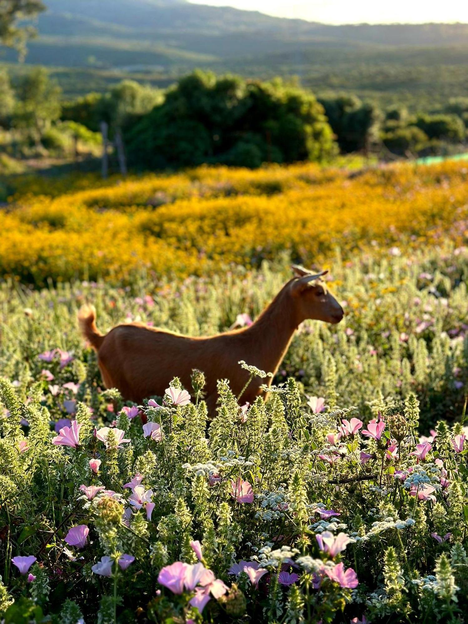 Complejo Rural Del Molino Dorado Villa Facinas Eksteriør billede